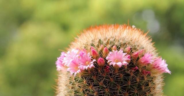 家里有婴儿适合养什么花或植物？哪些植物对宝宝无害？