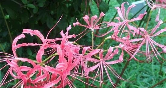 彼岸花种植在家中风水影响如何？种植彼岸花有哪些风水讲究？