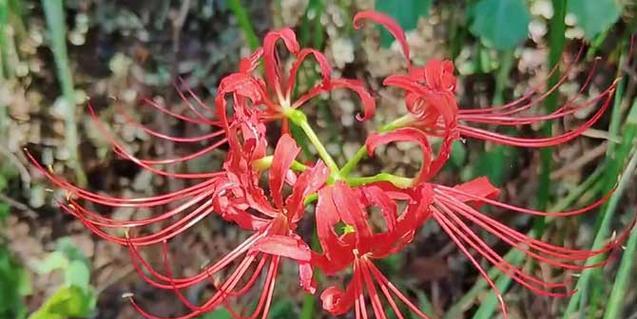 彼岸花种植在家中风水影响如何？种植彼岸花有哪些风水讲究？