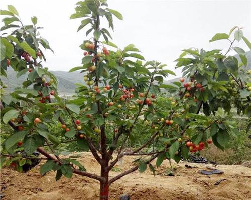 家里种车厘子树风水好吗？种植风水树有哪些注意事项？