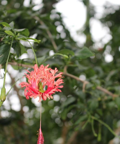 家里种灯笼花对风水好吗？种植灯笼花有哪些风水讲究？