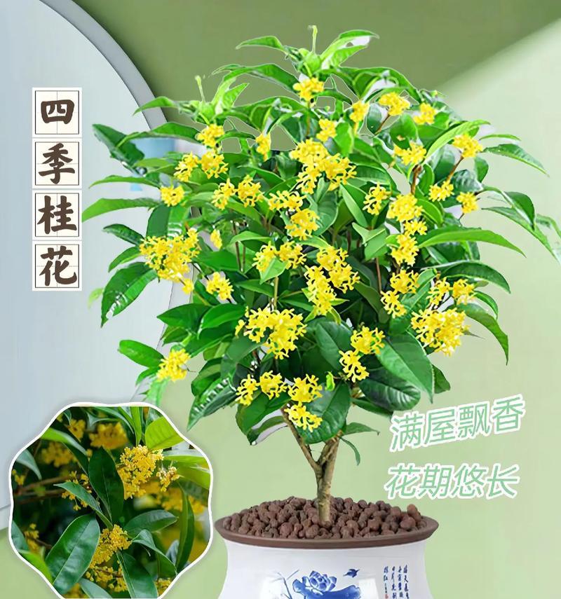 家里种桂花树吉利吗？养桂花树对风水有何影响？