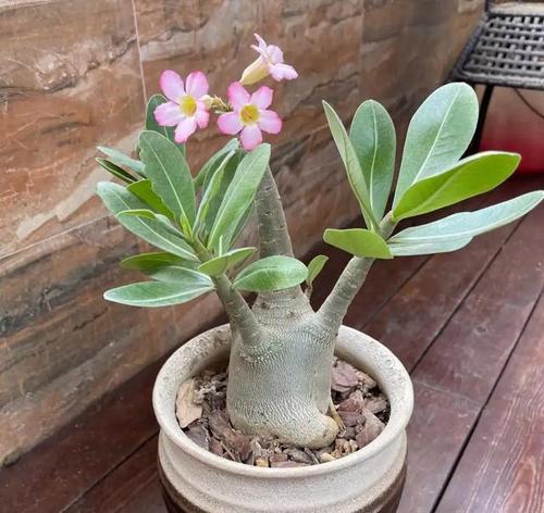 家里种海芋对风水好吗？海芋种植的风水影响解析