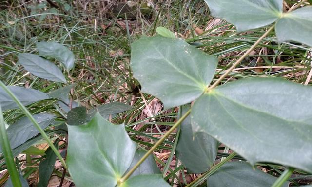 家里种黄连对风水好吗？种植黄连有哪些风水讲究？