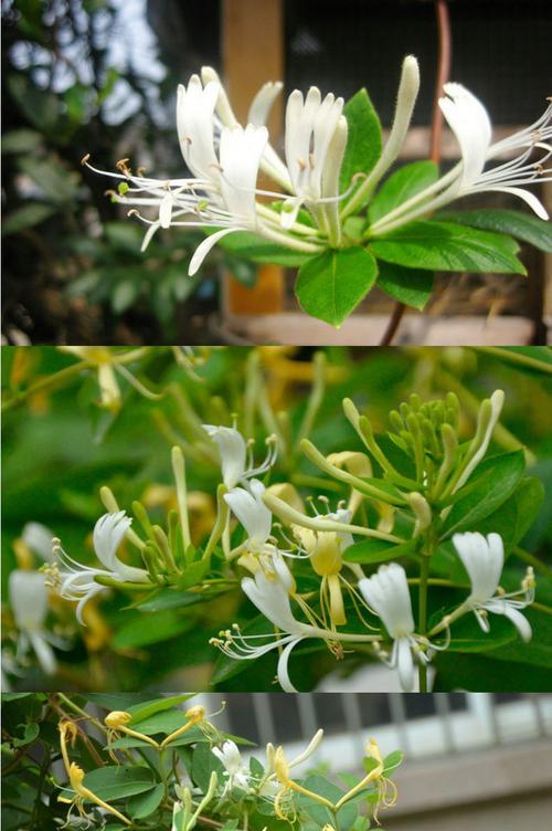 金银花种植在家中是否有利于风水？