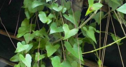 家里种锦屏藤风水好吗？锦屏藤种植的风水影响是什么？