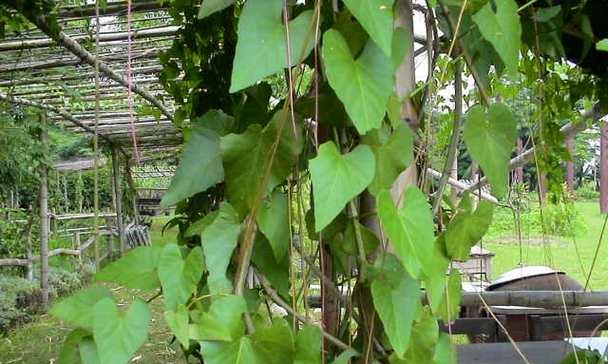 家里种锦屏藤风水好吗？锦屏藤种植的风水影响是什么？