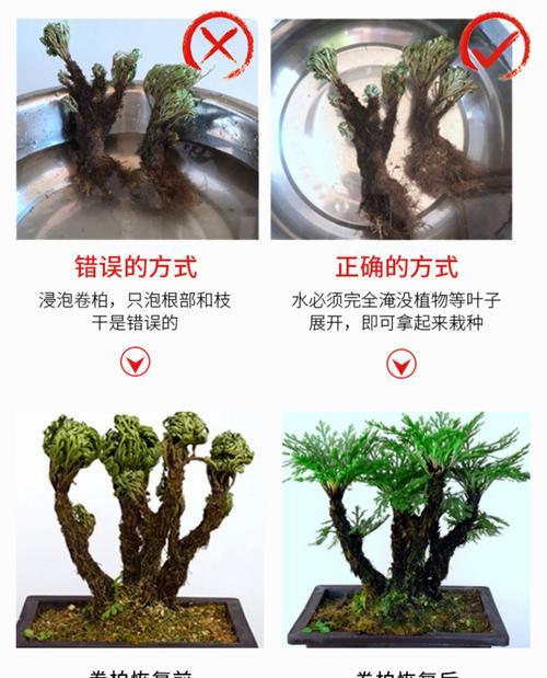 家里种卷柏风水好吗？卷柏的风水作用是什么？