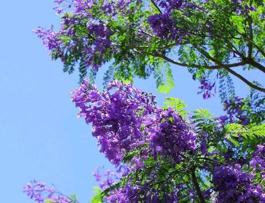 家里种蓝花楹风水好吗？种植蓝花楹有哪些风水讲究？