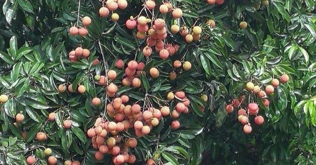 家里种荔枝树风水好吗？种植荔枝树对家居风水有何影响？