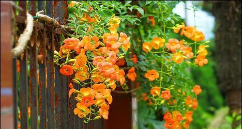 家里种凌霄花风水好吗？凌霄花种植的风水讲究有哪些？