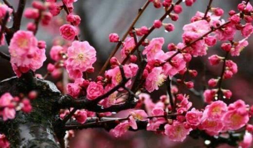 家里种梅花树风水好吗？梅花树在风水学中的意义是什么？