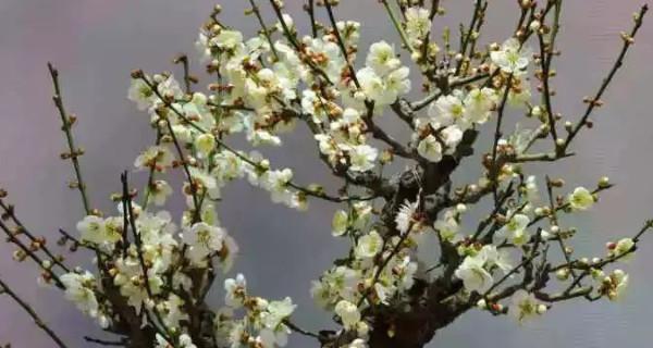 家里种梅花树风水好吗？梅花树在风水学中的意义是什么？