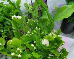 家里种茉莉花风水好吗？种植茉莉花有哪些风水讲究？