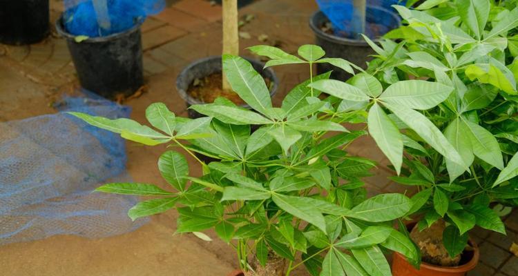 家里种木瓜树风水好吗？种植木瓜树有哪些风水讲究？