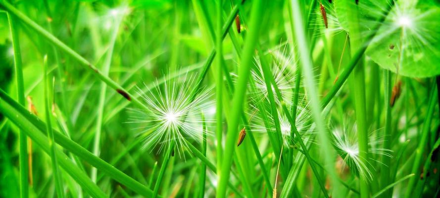 家里种蒲公英风水好吗？种植蒲公英有哪些风水讲究？