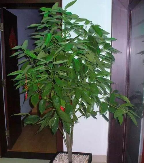 家里种植三七对风水有影响吗？如何正确种植以提升风水？