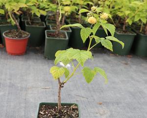 家里种树莓风水好吗？种植树莓对家居风水有何影响？