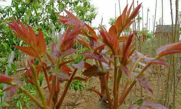 家里种香椿树风水好吗？种香椿树有哪些风水讲究？