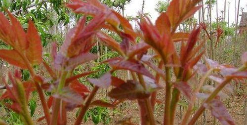 家里种香椿树好不好？香椿树种植的利弊有哪些？