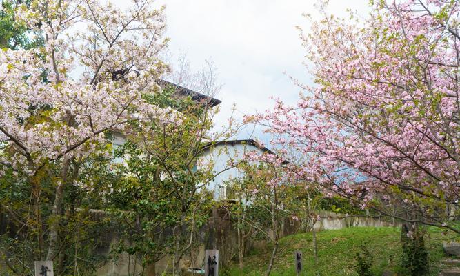 家里种樱花树对风水好吗？种植樱花树有哪些风水讲究？