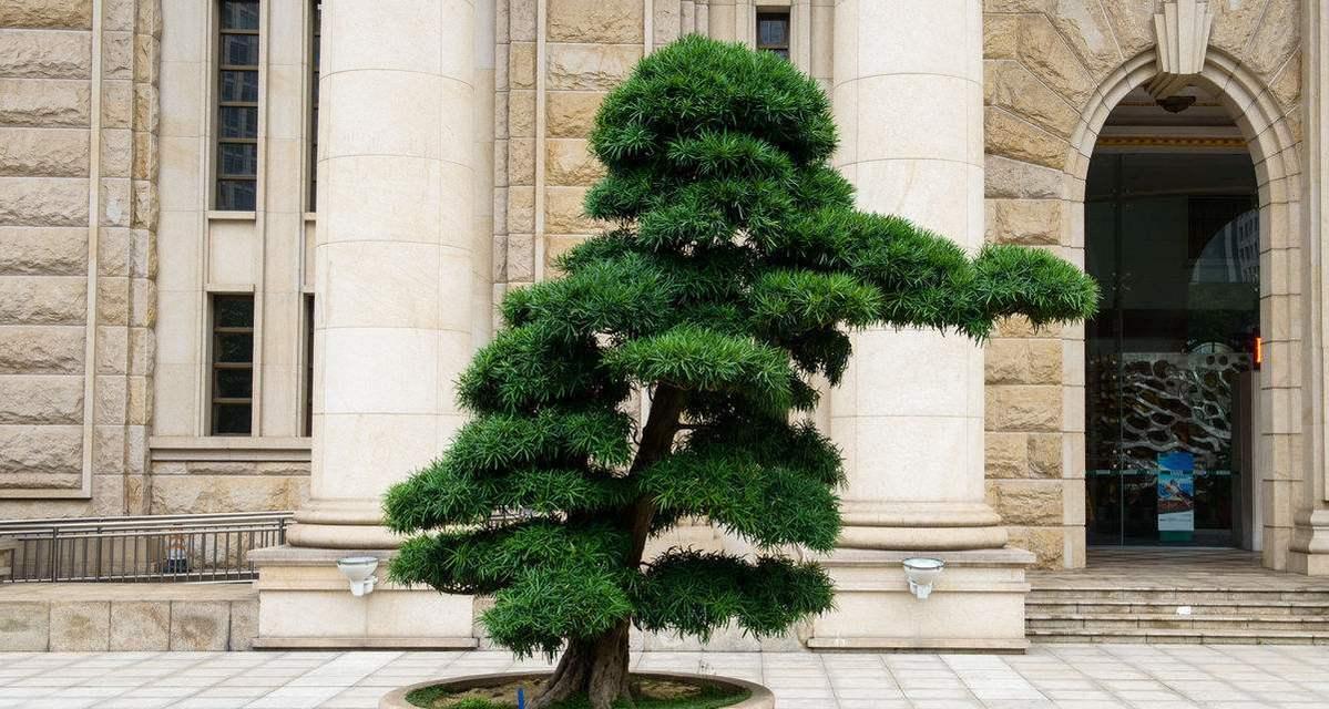 家里种榆树好不好？榆树种植的利弊有哪些？