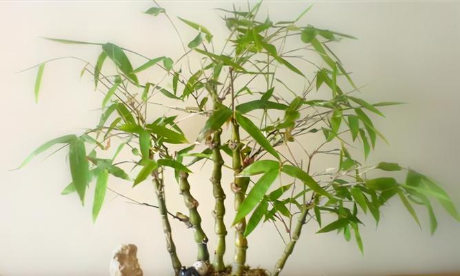 家里种竹子好不好？竹子种植的利弊有哪些？