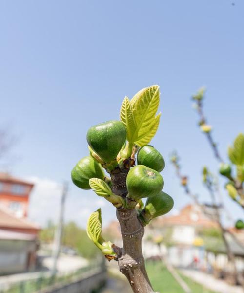 嘉宝果不开花怎么办？如何促进开花结果？