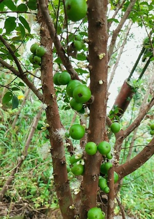 嘉宝果开花不结果怎么办？如何提高结果率？