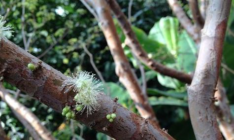 嘉宝果开花不结果怎么办？如何提高结果率？