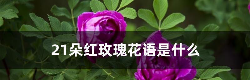 21朵玫瑰花的花语是什么？21朵玫瑰代表的含义有哪些？