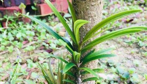 嘉禾属于哪个科植物？嘉禾是什么植物种类？