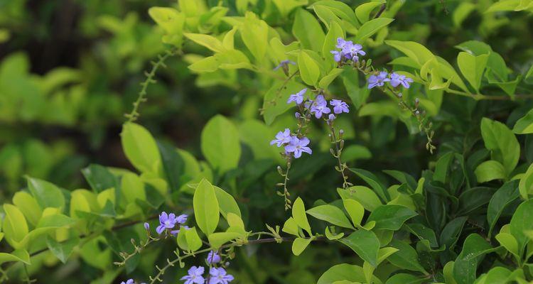 假连翘冬天会冻死吗？如何在寒冷季节保护植物？