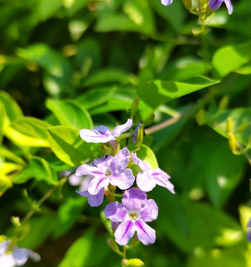 假连翘的开花时间是什么时候？如何照顾才能按时开花？