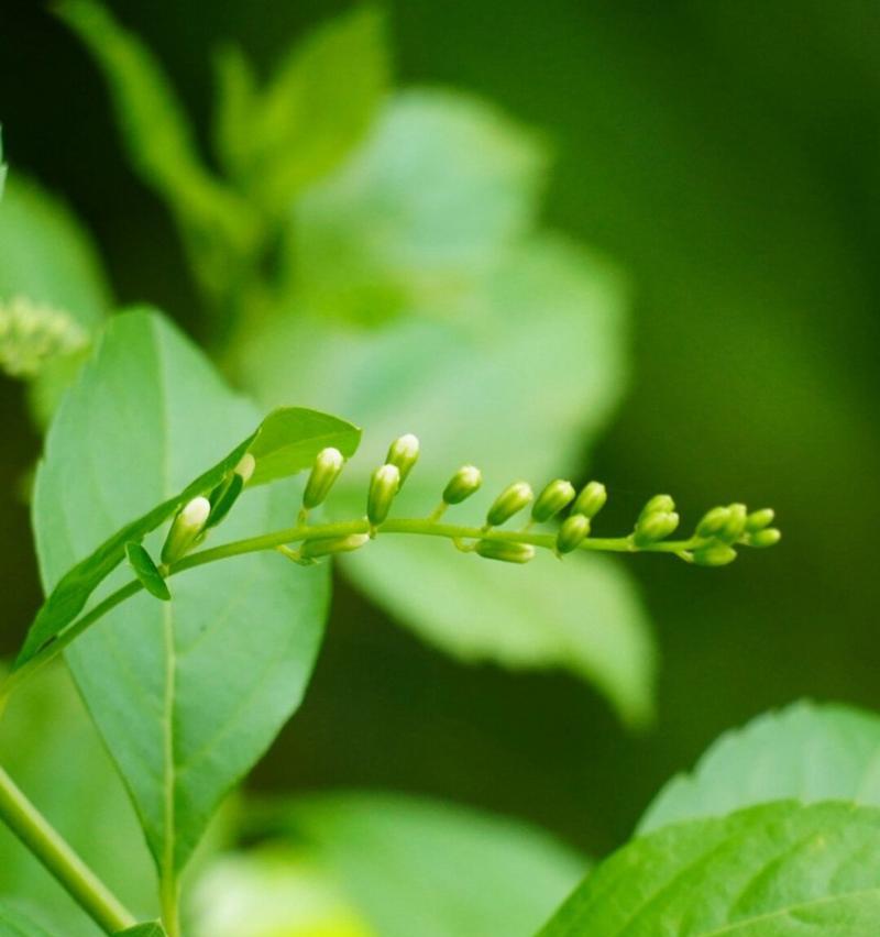 假连翘的开花时间是什么时候？如何照顾才能按时开花？