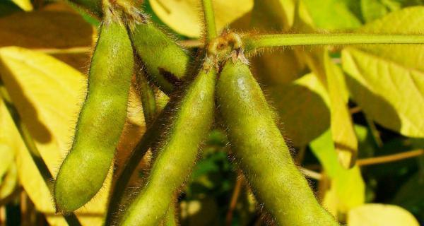 架豆王什么时候种植最好？种植方法有哪些？