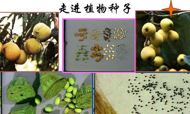 坚果壳能用作花肥吗？如何正确使用坚果壳作为肥料？