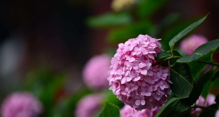 八仙花的寓意是什么？如何正确理解八仙花的象征意义？