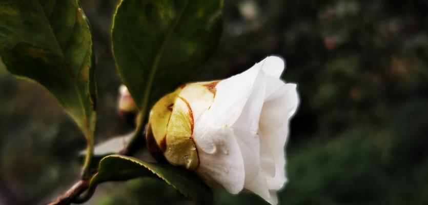 白茶花花语是什么？了解白茶花的象征意义和常见问题？