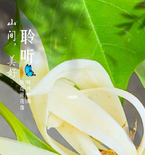 白兰花象征着什么？白兰花的花语有哪些含义？