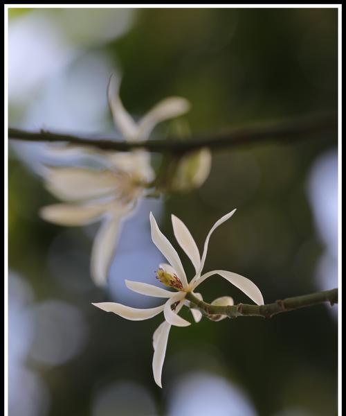 白兰花花语有哪些含义？