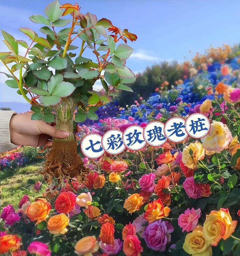 玫瑰花为何不如桂花香？香味差异对花语有何影响？