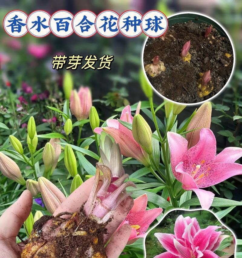 百合花的雅称有哪些？