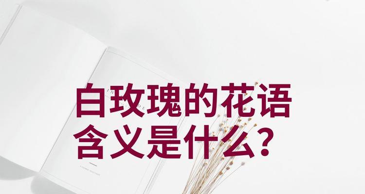 白玫瑰的花语具体是什么？它如何表达情感？