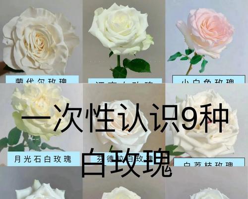 白玫瑰的花语具体是什么？它如何表达情感？