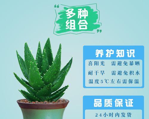 西藏芦荟盆栽养护需要注意哪些问题？