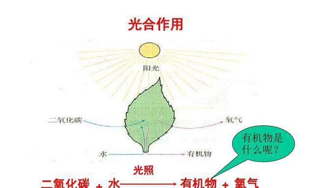 植物生产有哪些特点？它们的作用是什么？