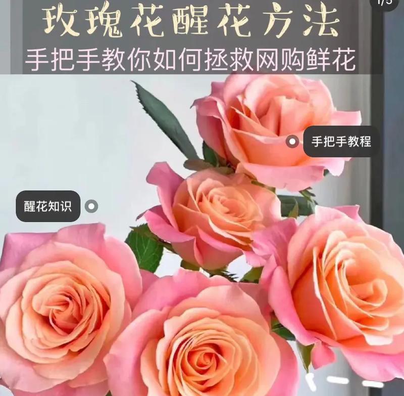 小玫瑰花洗澡怎么养护？正确的浇水方法是什么？