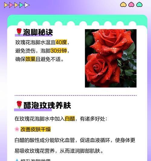 小玫瑰花洗澡怎么养护？正确的浇水方法是什么？