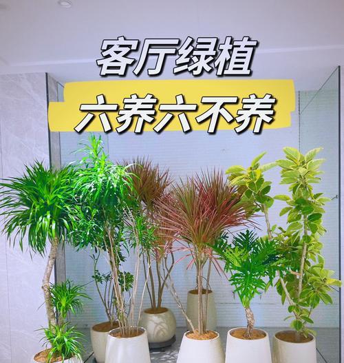 电器周围适合摆放哪些植物？这些植物对电器有什么好处？